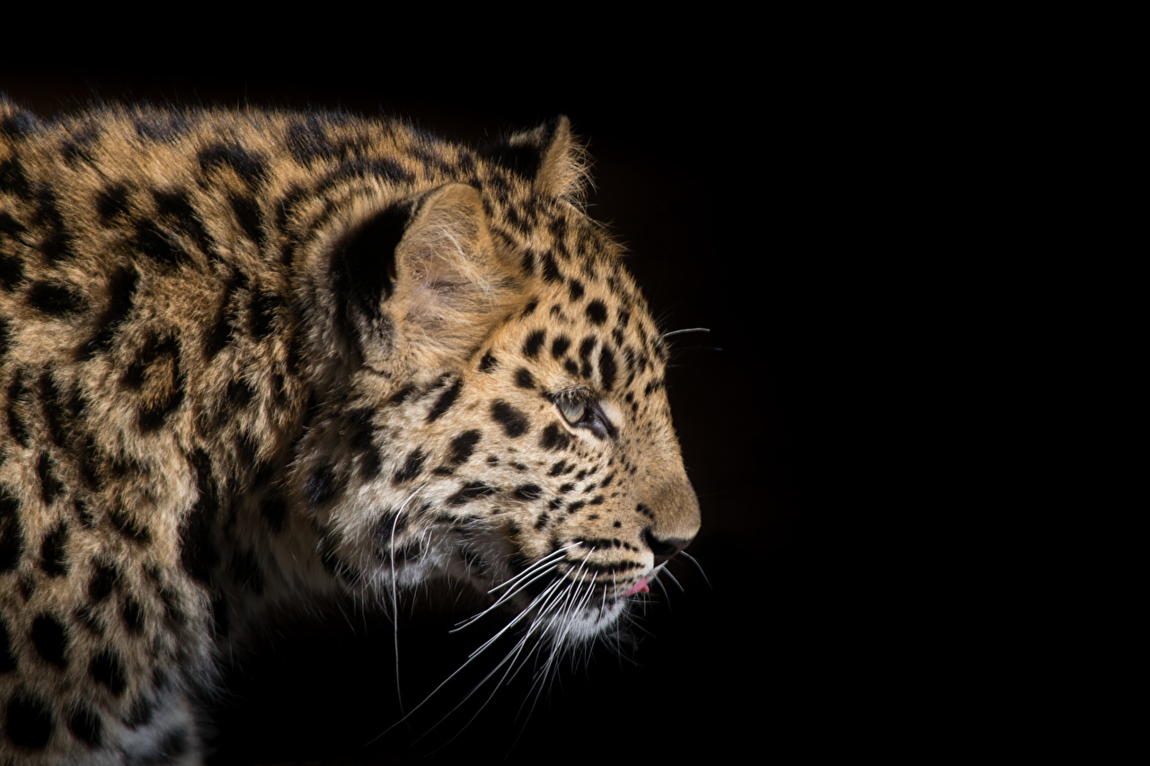 4k Wallpaper Leopard - HD Wallpaper 