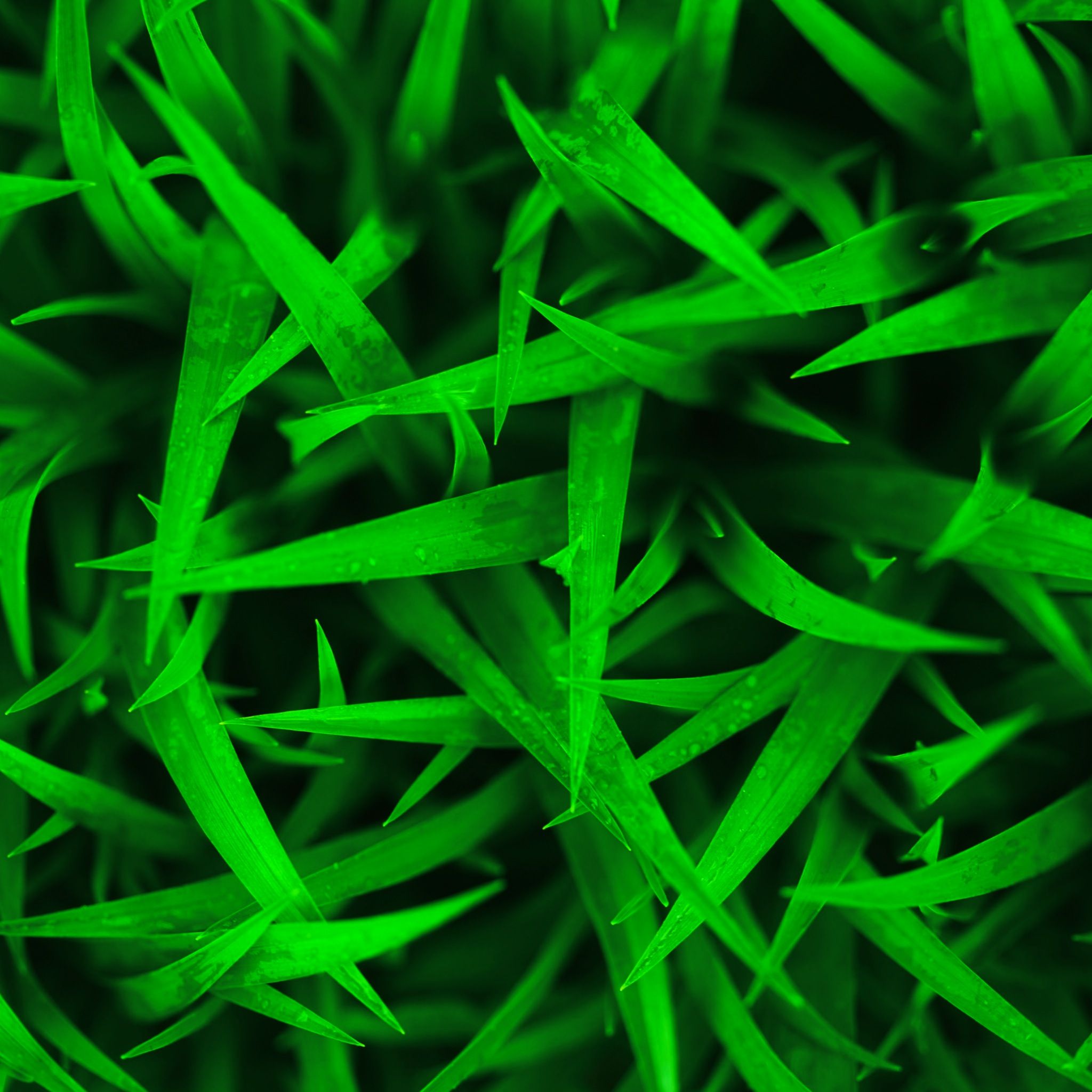 Hd Wallpapers Green For Mobile - HD Wallpaper 