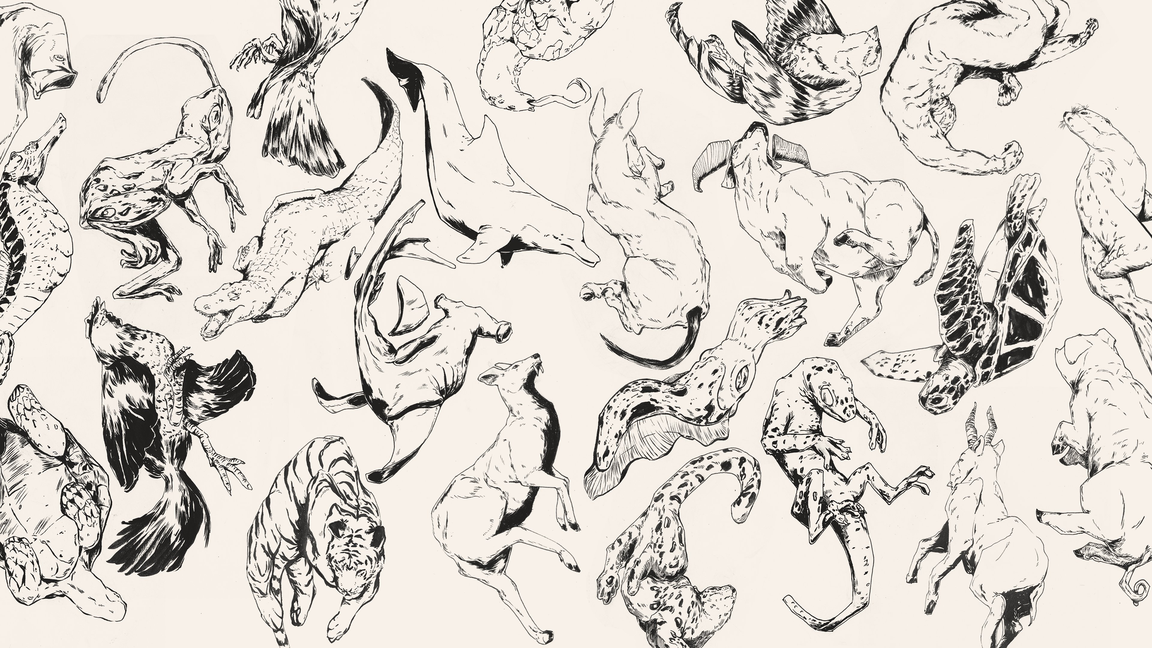 Chinese Animals Kung Fu Drawing - HD Wallpaper 