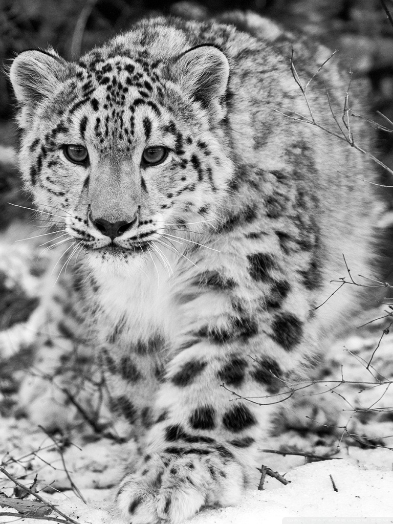 White Tiger Snow Leopard Tiger - HD Wallpaper 