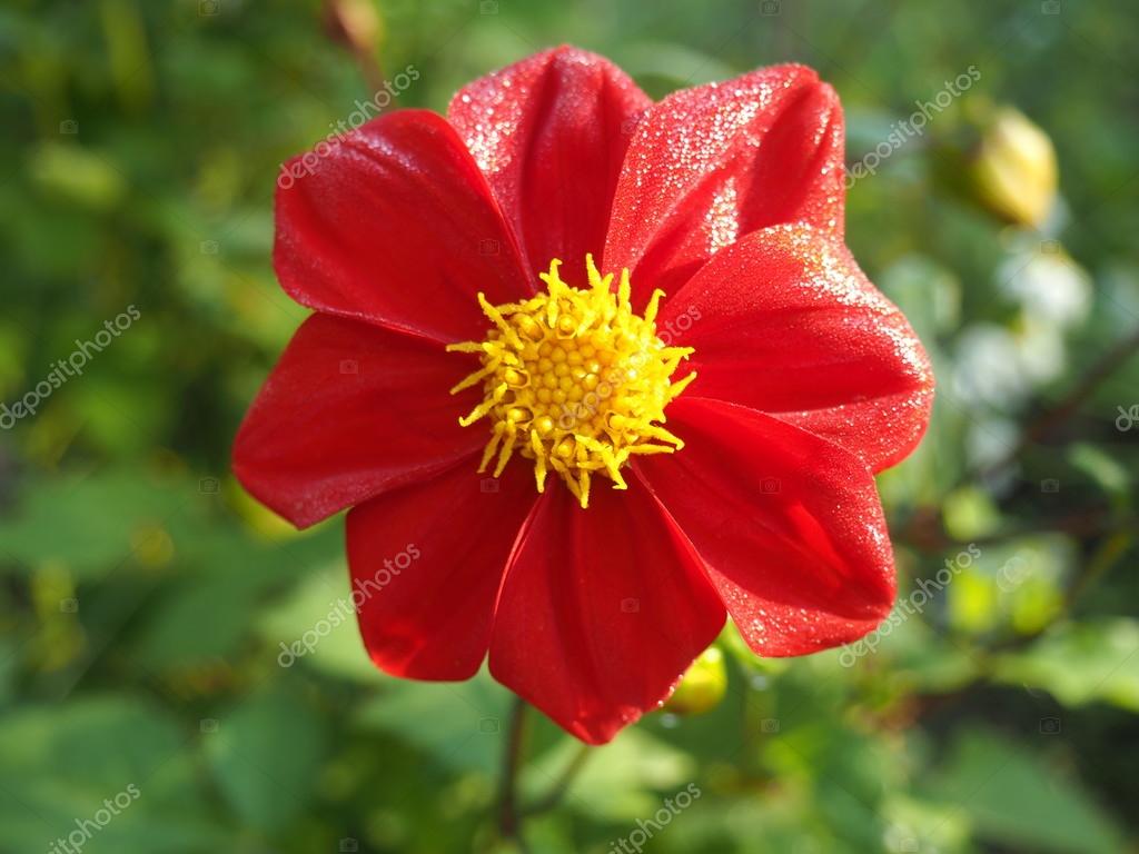 Free Summer Flowers Desktop - 1024x768 Wallpaper Free Summer Flowers Desktop - 1024x768 Wallpaper