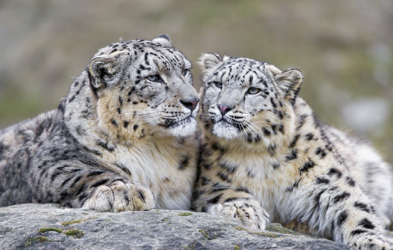 Photo Wallpaper Cat, Predator, Snow Leopard - Snow Leopard Cuddling - HD Wallpaper 