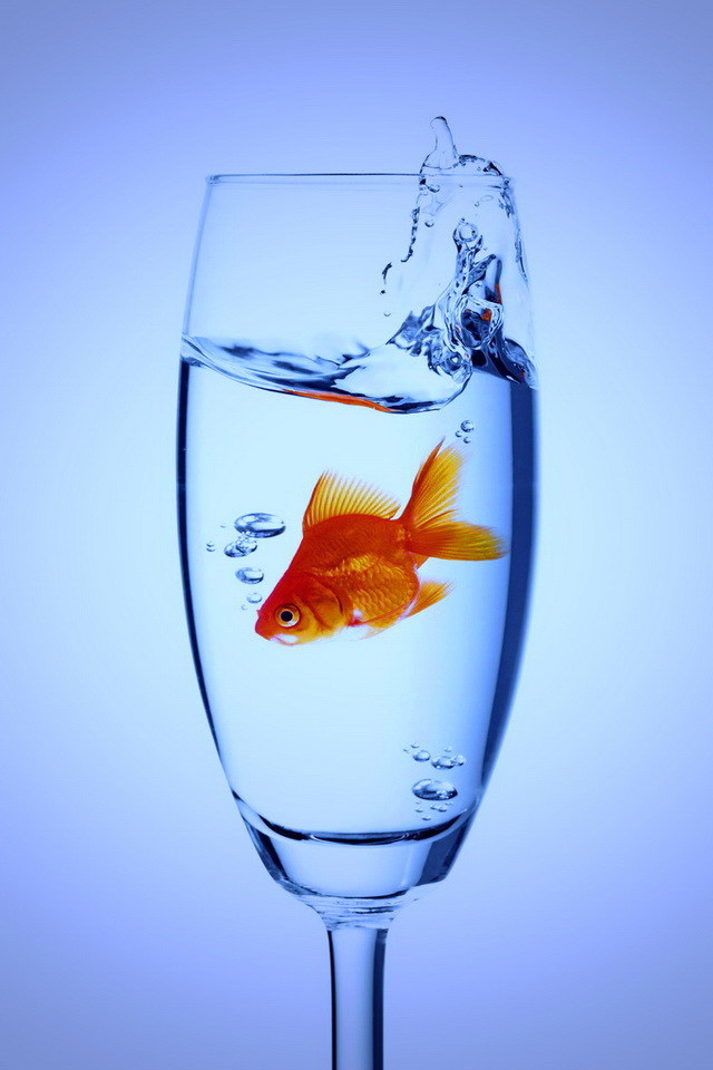 Fish In Glass - Fish Wallpaper For Phone - 640x960 Wallpaper 
