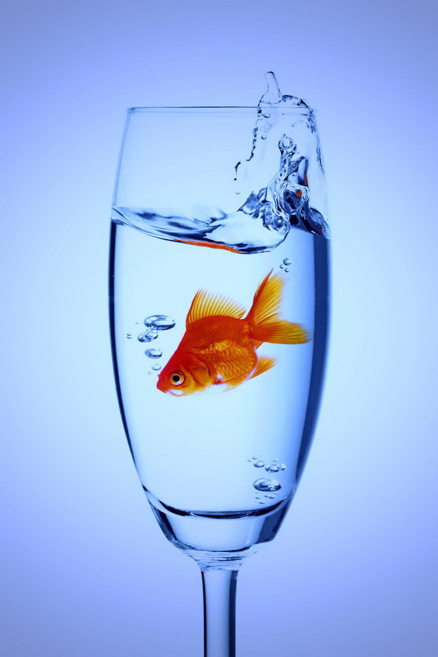 Fish In Glass - Fish Wallpaper For Phone - HD Wallpaper 