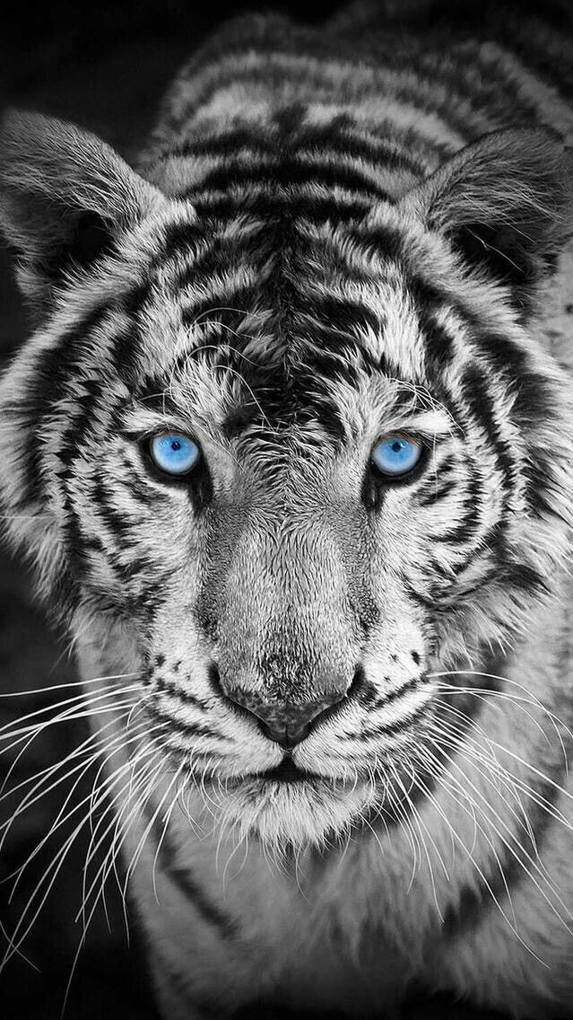 White Tiger Wallpaper Iphone - HD Wallpaper 
