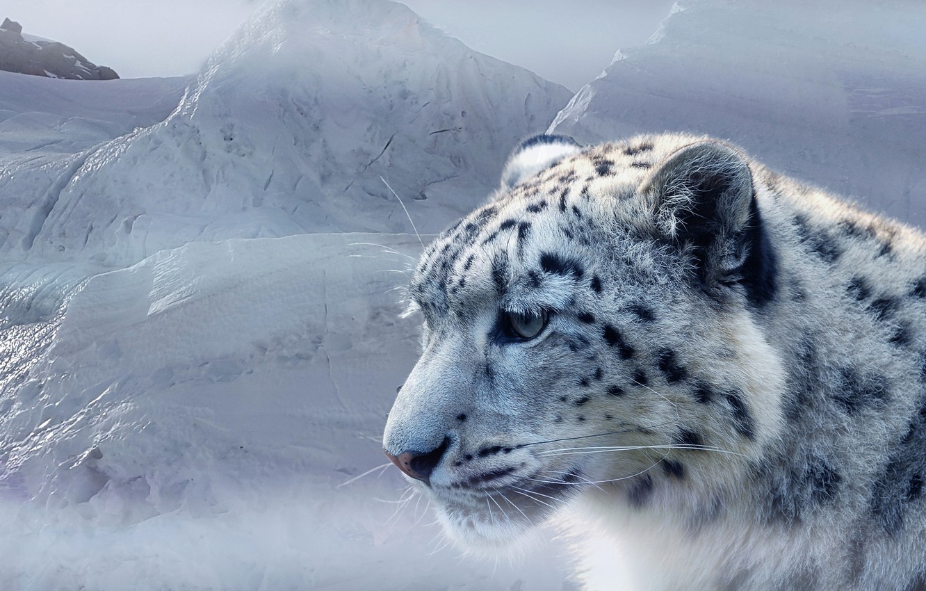 Photo Wallpaper Face, Snow, Ice, Predator, Irbis, Snow - Snow Leopard Ice - HD Wallpaper 