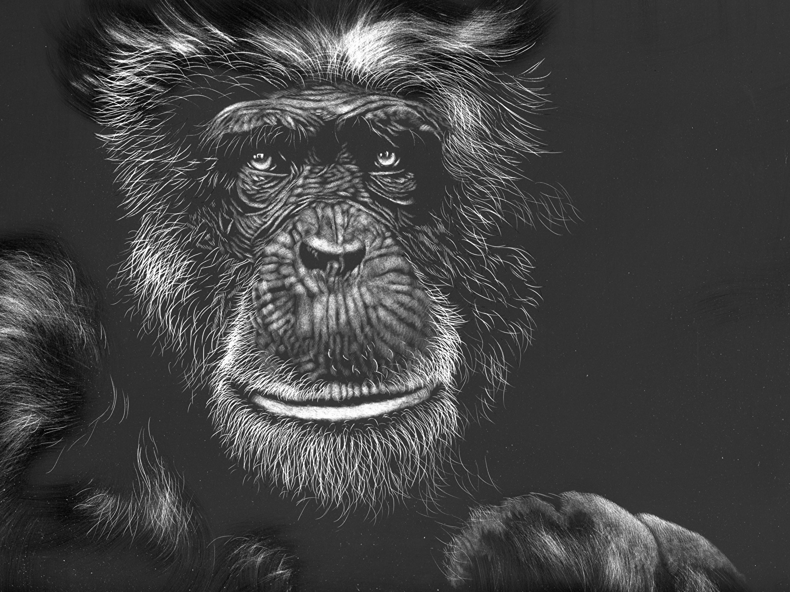 Monkey Black And White Face - HD Wallpaper 