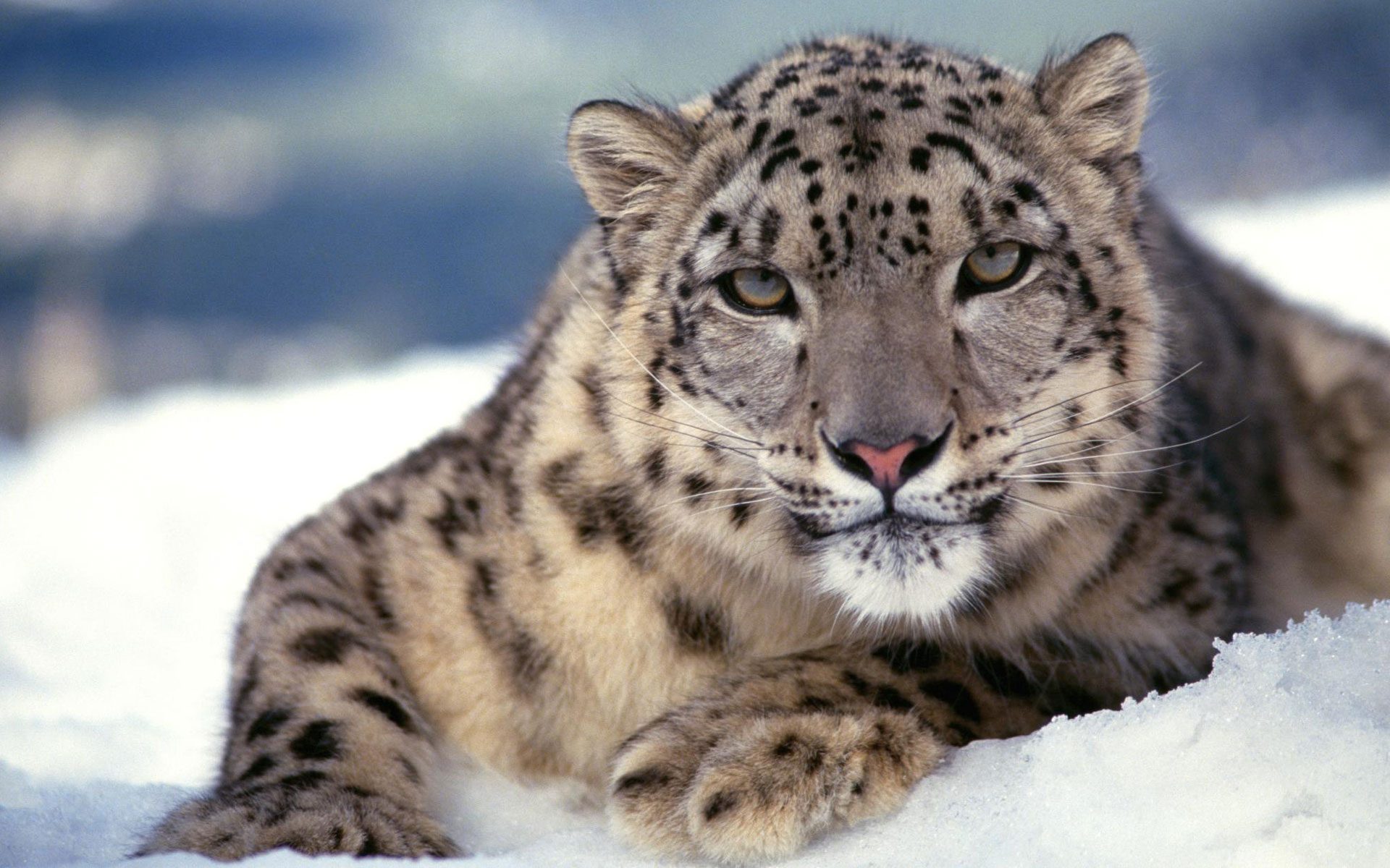 Animals Image 4k Background Hd Picture Scary Snow Leopard - Snow Leopard High Resolution - HD Wallpaper 