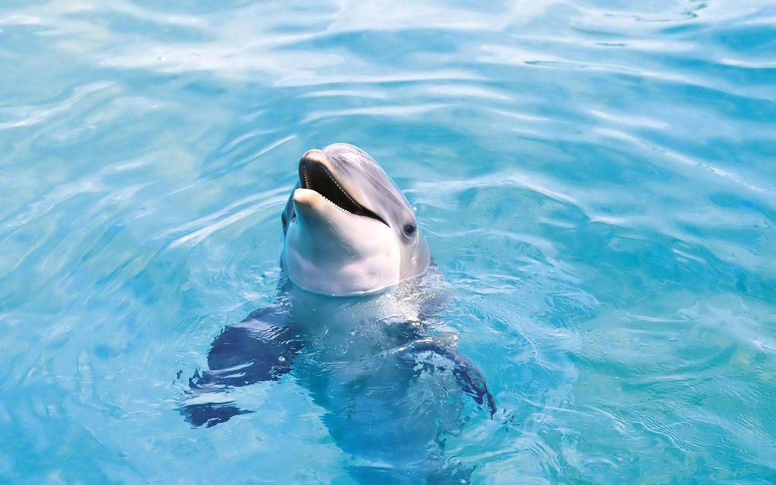 Wallpaper With Dolphin With Head Out Of Water - Dolphin Wallpapers Hd - HD Wallpaper 