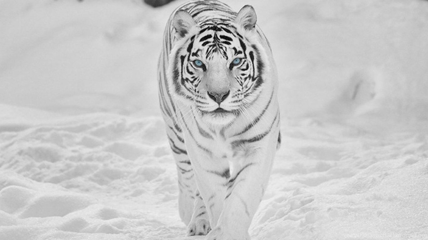 White Tigers Hd Wallpapers Desktop Background 
 Data-src - Snow Tiger In The Wild - HD Wallpaper 