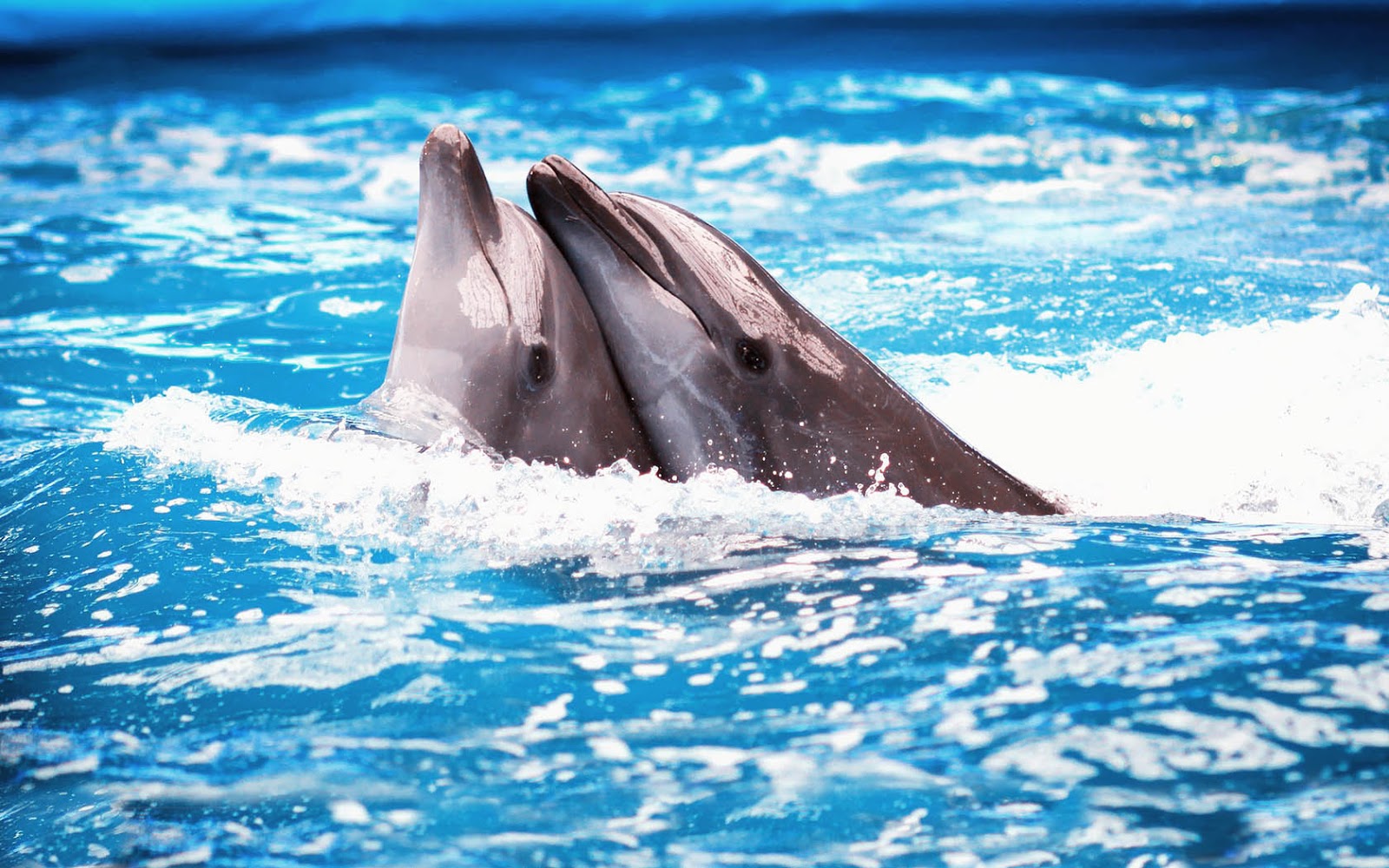 Wallpaper With Two Cuddling Dolphins In The Swimming - Dolphin Kiss - HD Wallpaper 