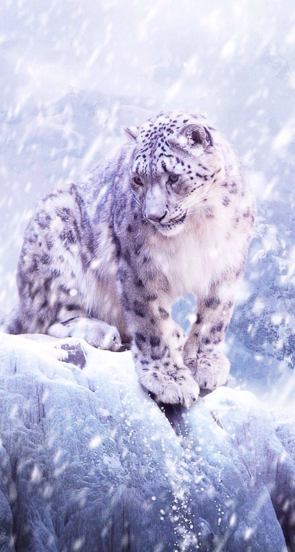 Snow Leopard Phone Background - HD Wallpaper 