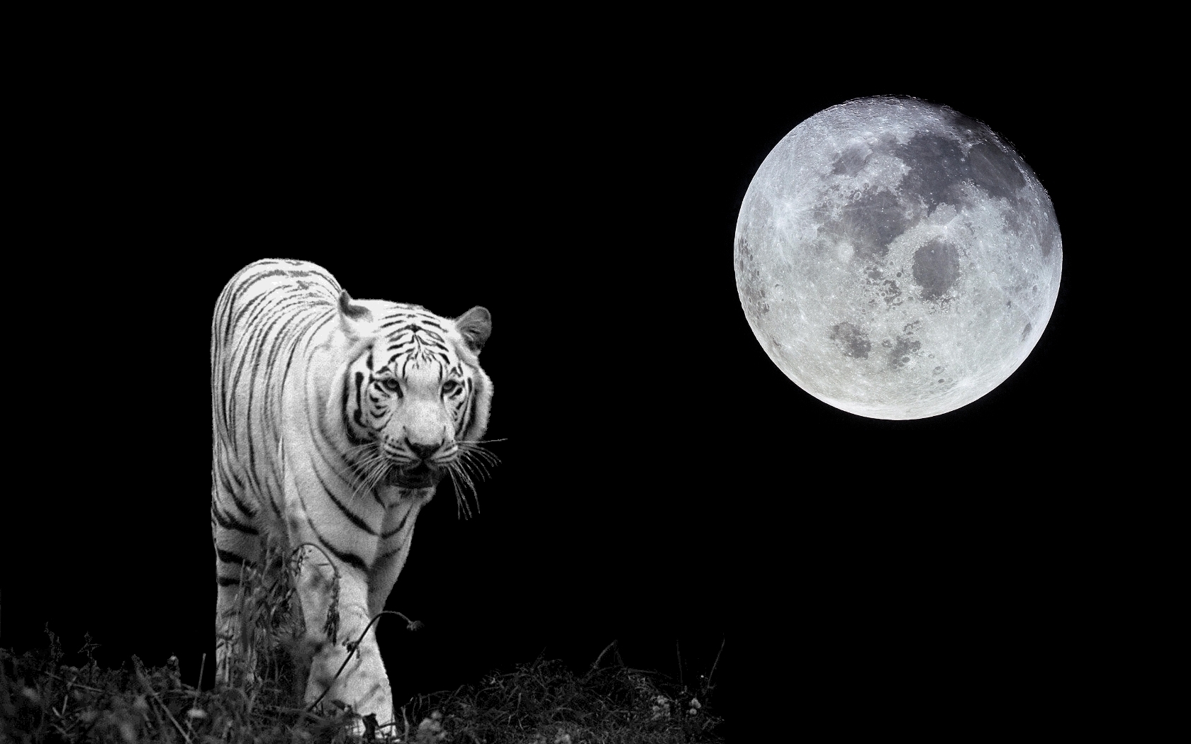 Tiger Moon - Black And White Tiger Background - HD Wallpaper 