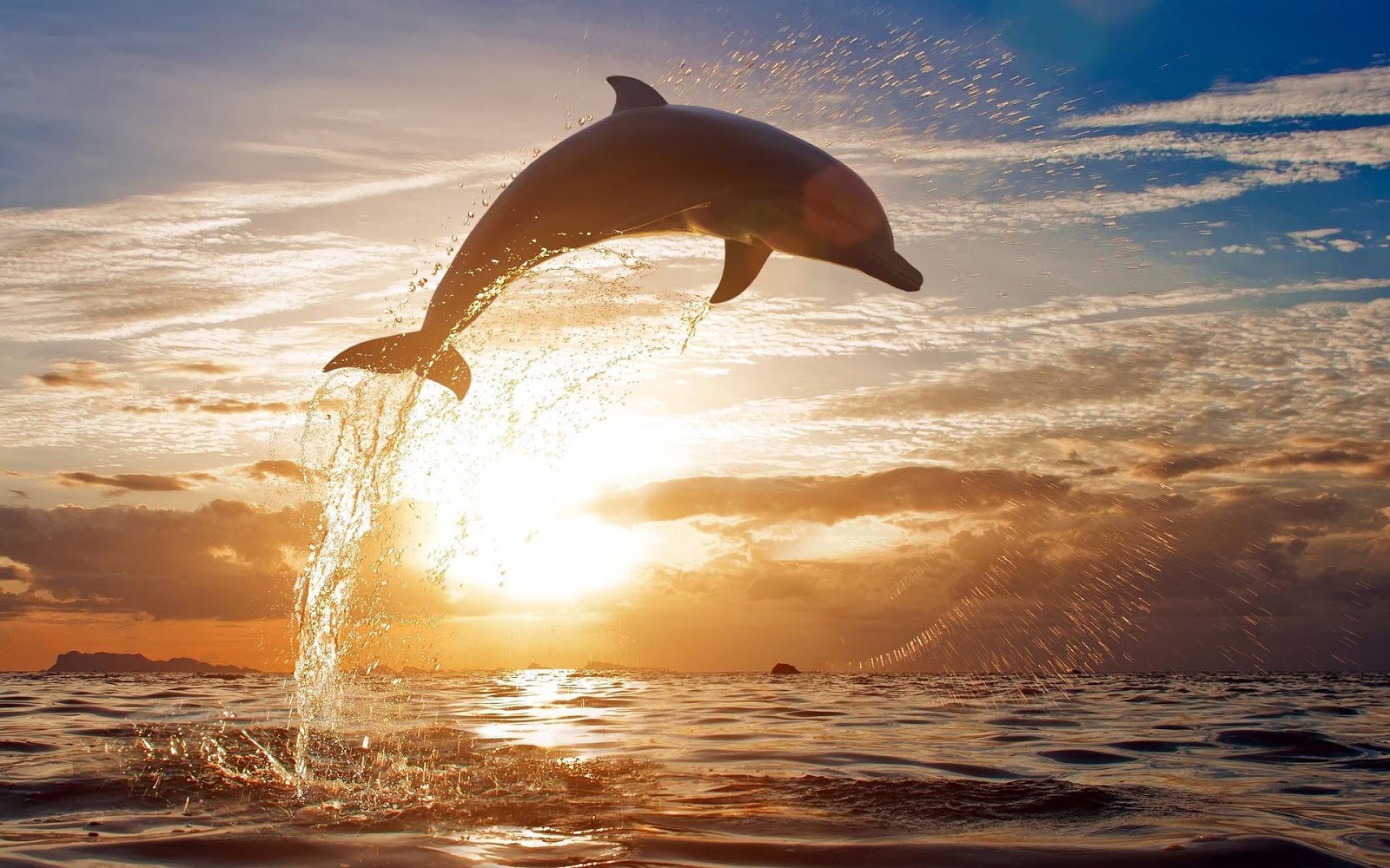 Dolphin Jumping Out Of Water Hd - HD Wallpaper 