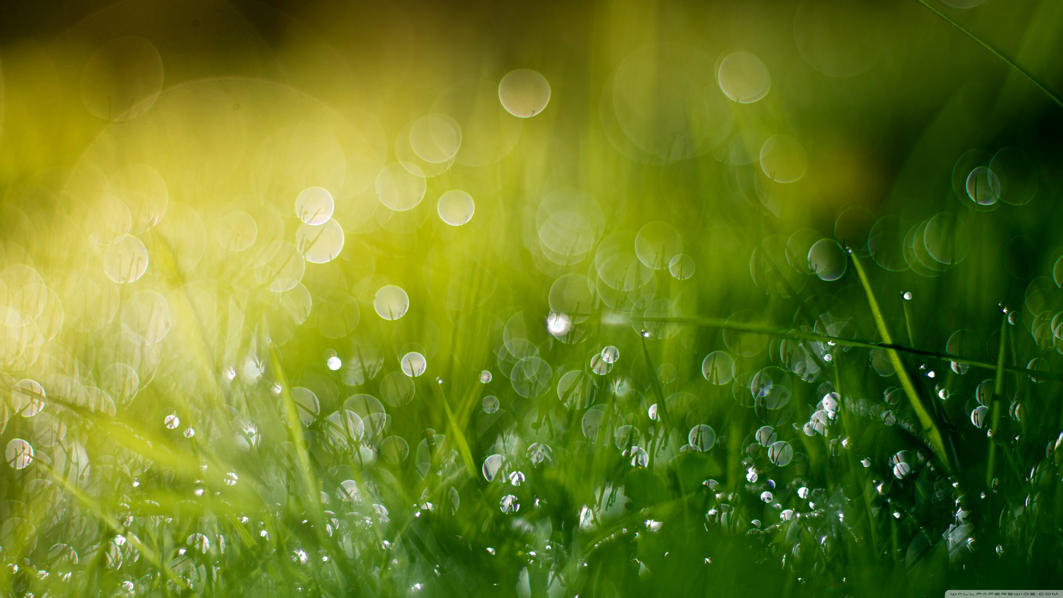 Green Bokeh Wallpaper Hd - HD Wallpaper 