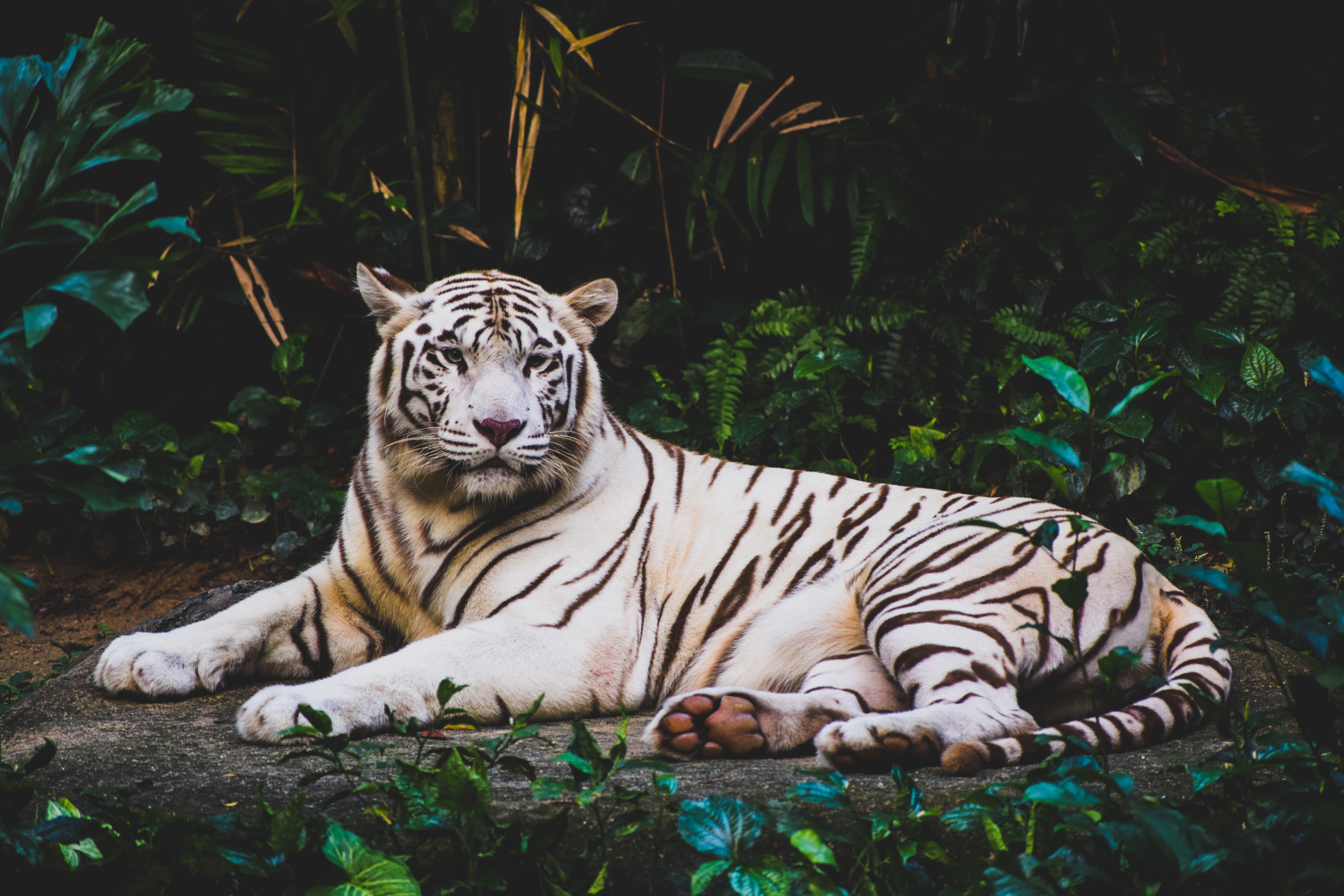 White Tiger Wallpaper 4k - HD Wallpaper 