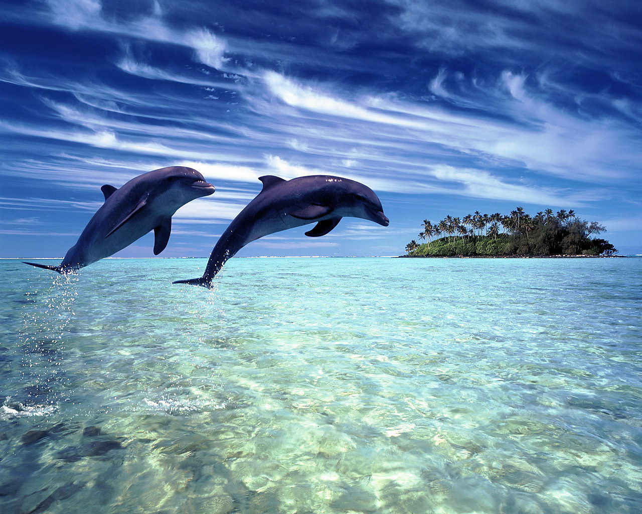 Bottlenose Dolphin Wallpaper Hd - Beautiful Water Wallpaper For Desktop - HD Wallpaper 