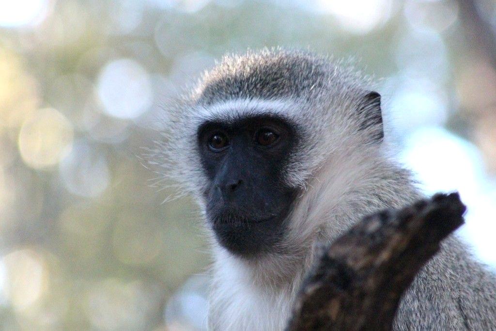 Langur - HD Wallpaper 