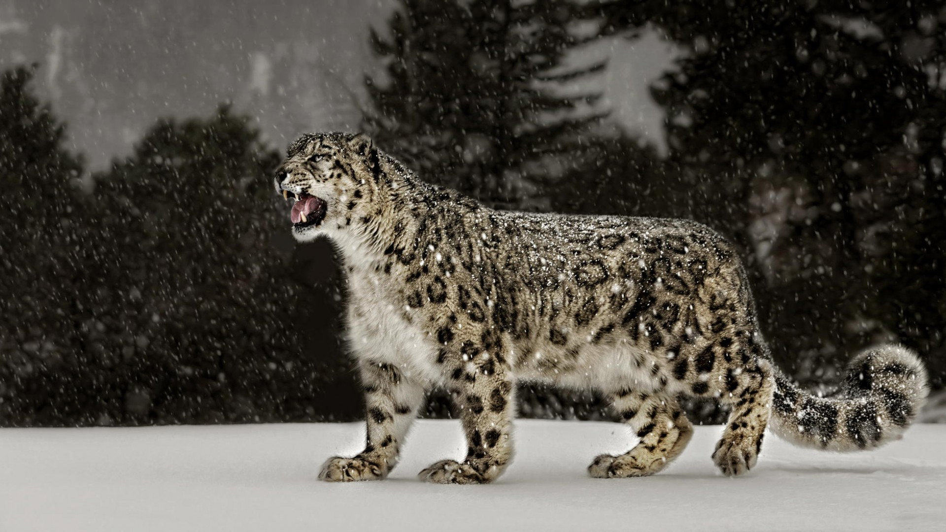 Free Download Snow Leopard Wallpaper Id - Snow Leopard Wallpaper 4k - HD Wallpaper 