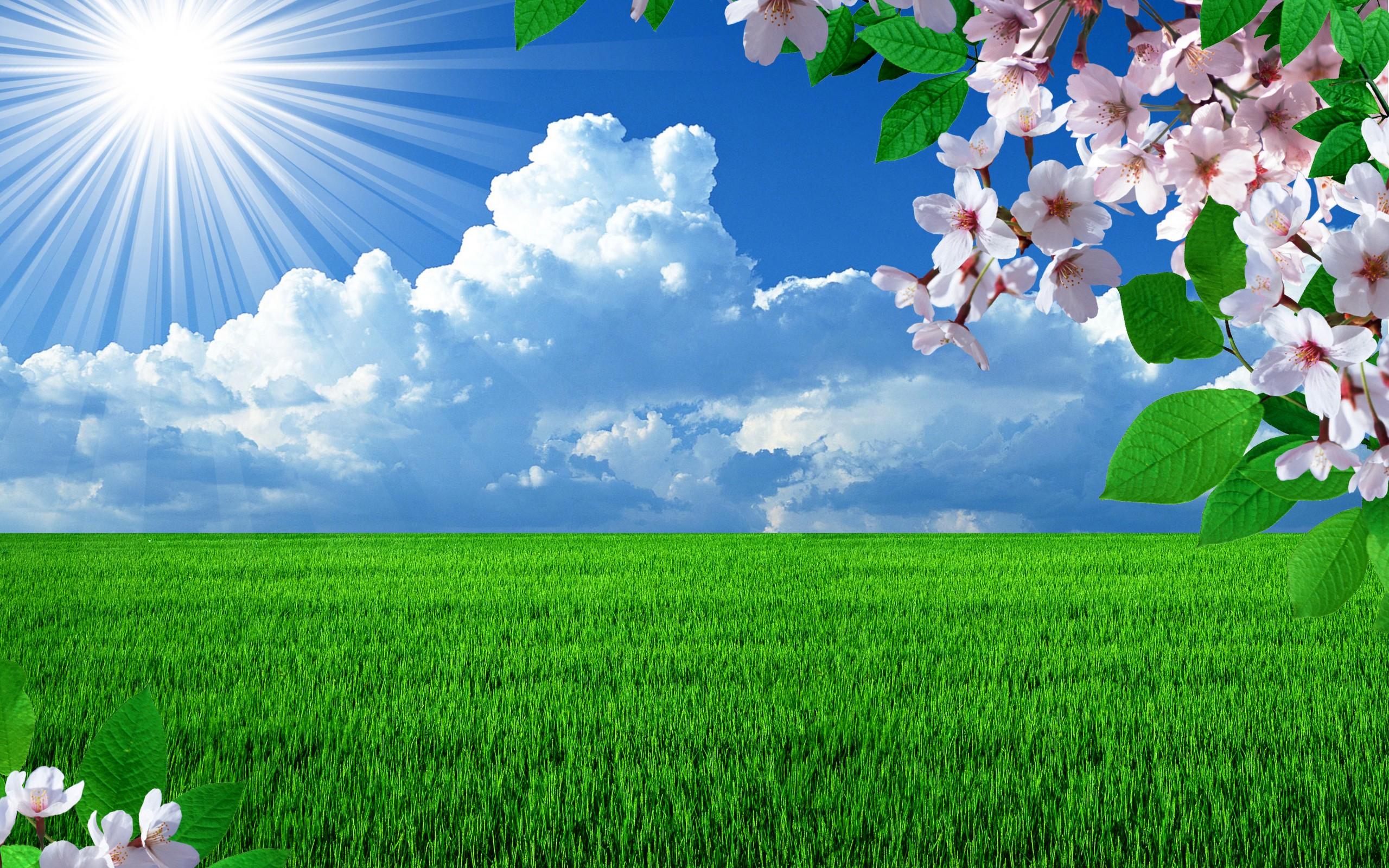 Grass And Sky Backgrounds - Sunrise Nature Images Hd - 2560x1600 Wallpaper  