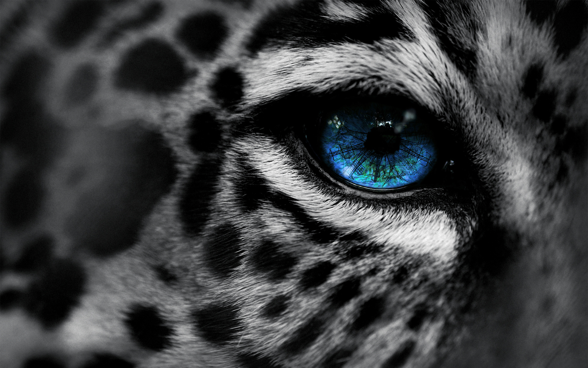 Snow Leopard - HD Wallpaper 