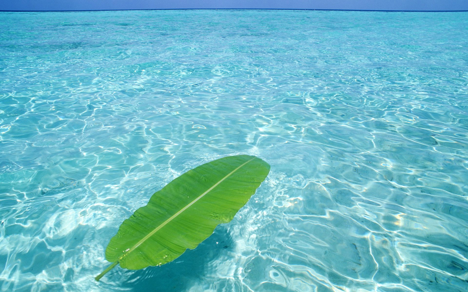 3d Clear Wallpapers Wallpaper - Leaf In The Sea - HD Wallpaper 