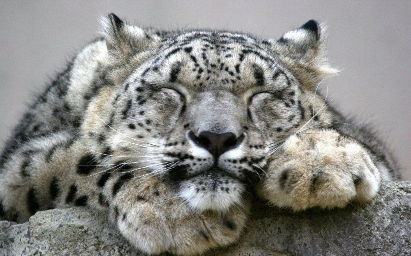 Snow Leopards With Humans - 1600x1000 Wallpaper - teahub.io