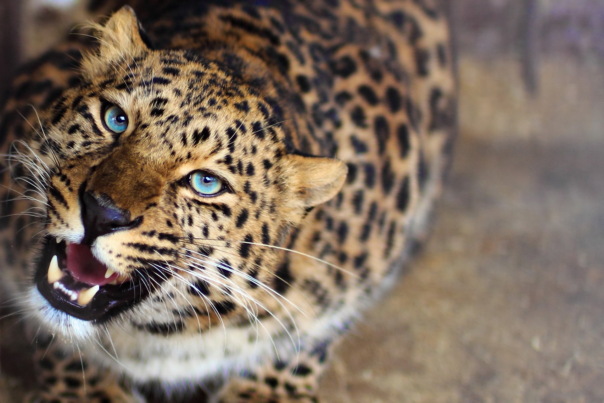 Leopard Blue Eyes - HD Wallpaper 