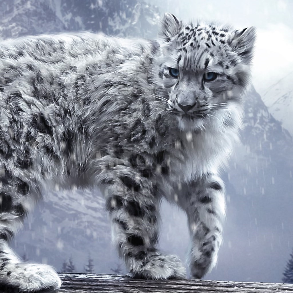 Snow Leopard Wallpaper - Snow Leopard - HD Wallpaper 