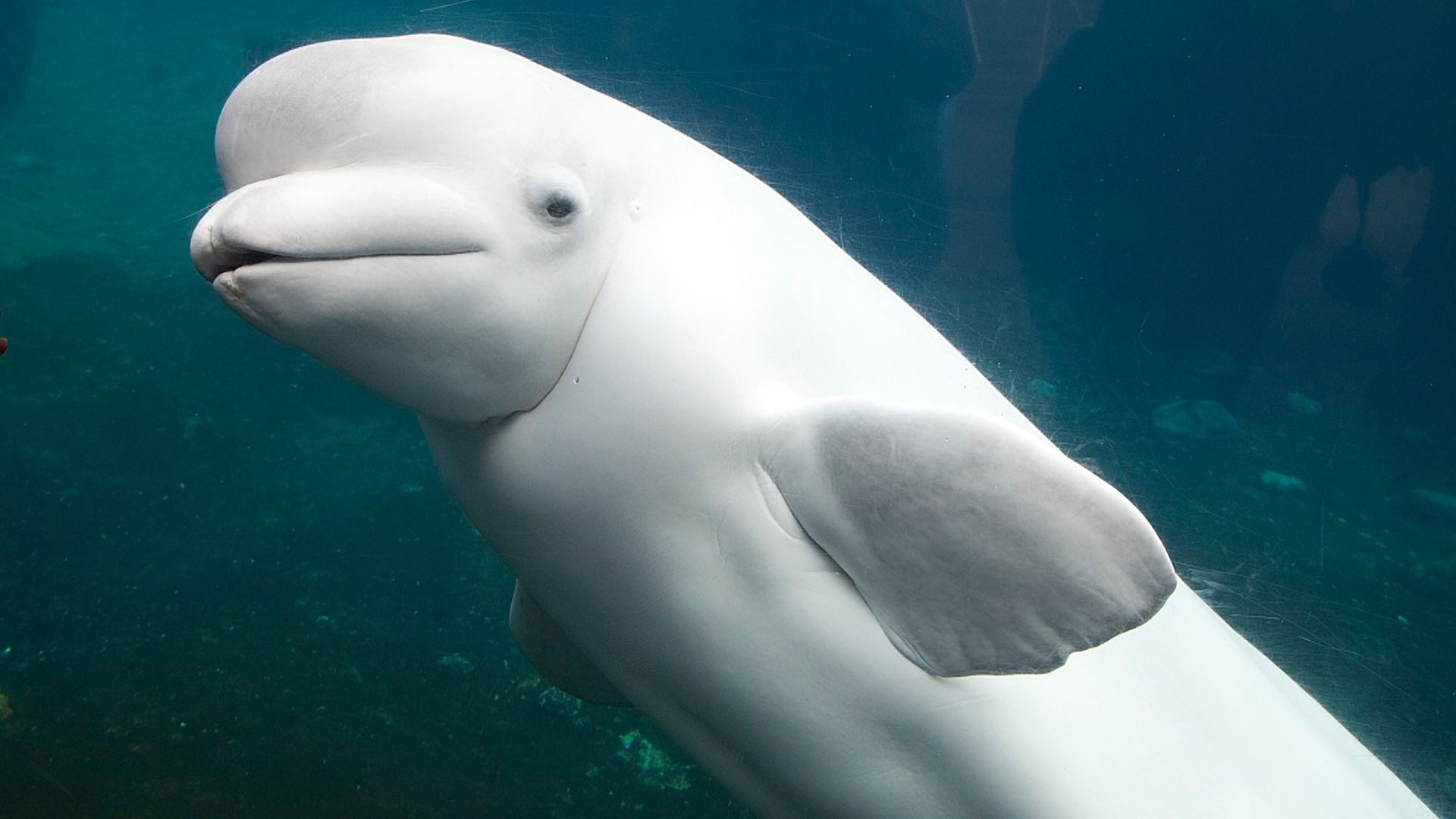 White Dolphin Wallpaper - Dolphin White - HD Wallpaper 