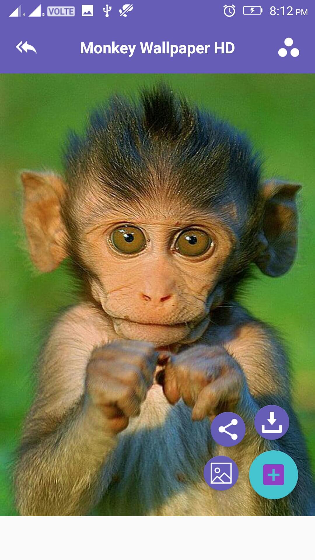 Cute Monkey - HD Wallpaper 