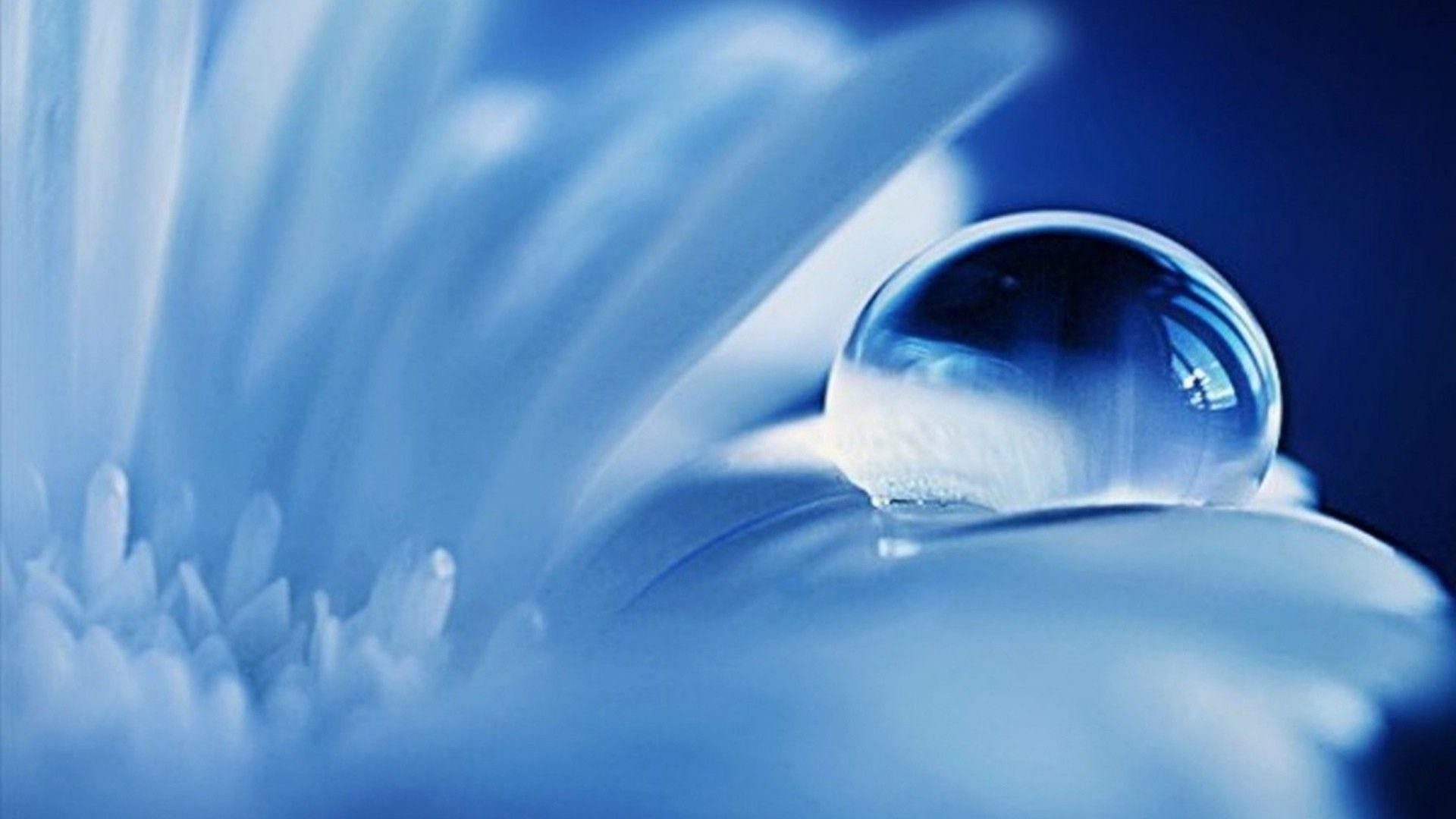 1920x1080, 518 Water Drop Wallpapers - Water Drops On Flower - HD Wallpaper 