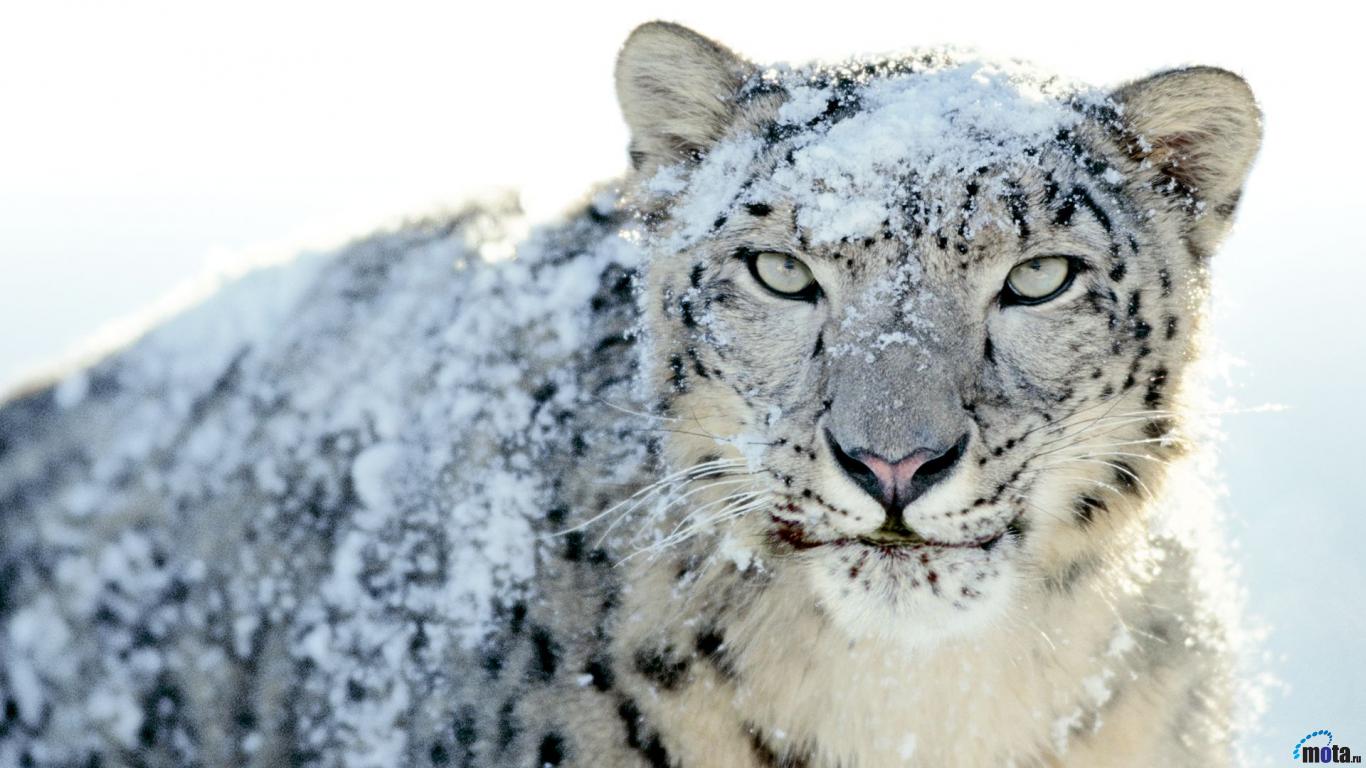 Graceful Snow Leopard Super High Quality Images Gallery, - Mac Wallpaper Snow Leopard - HD Wallpaper 