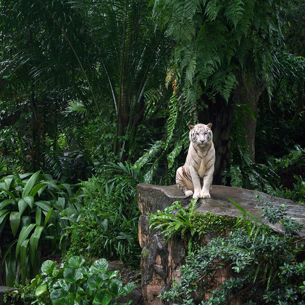 Singapore Zoo - HD Wallpaper 