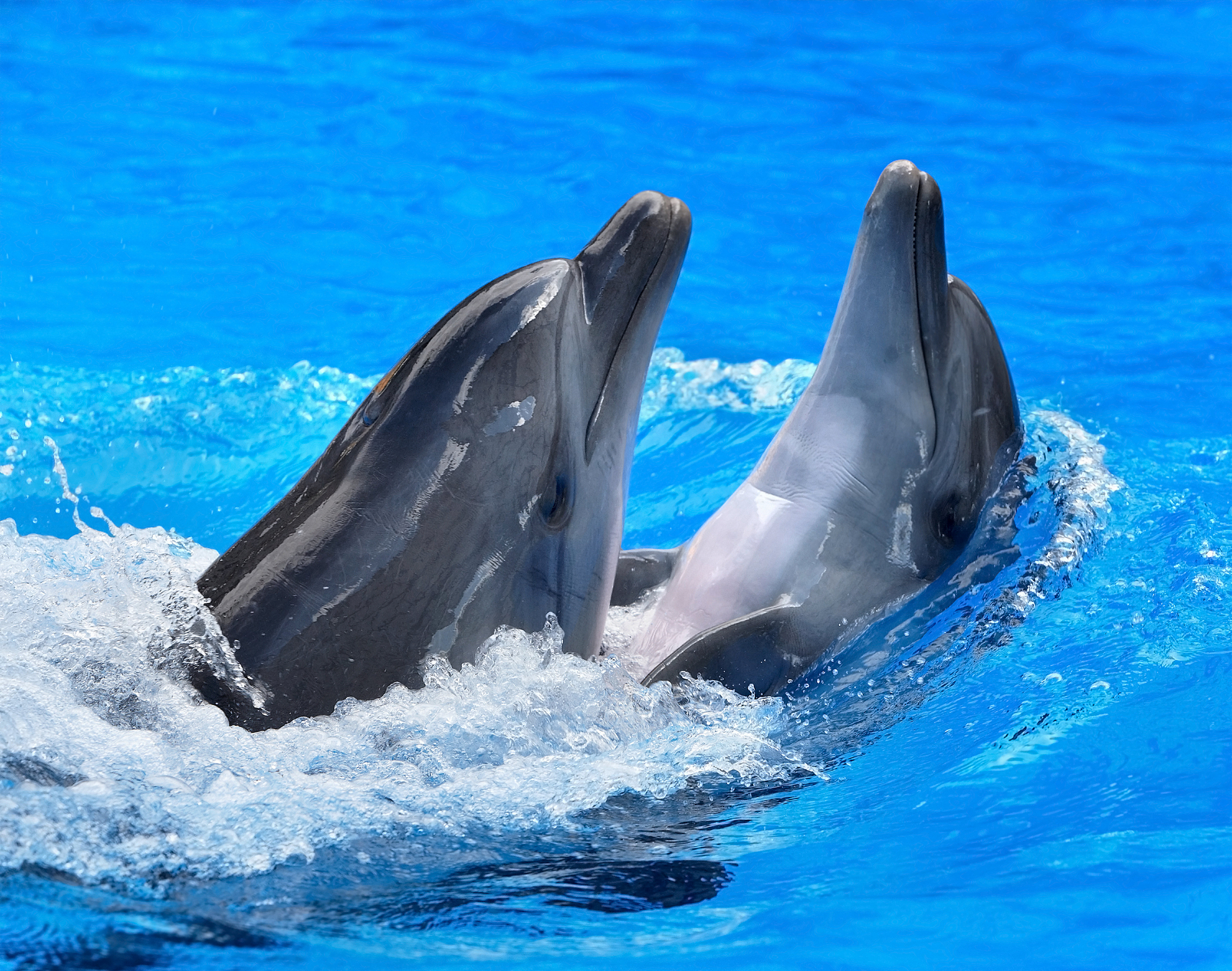 Moving Pictures Of Dolphins - HD Wallpaper 