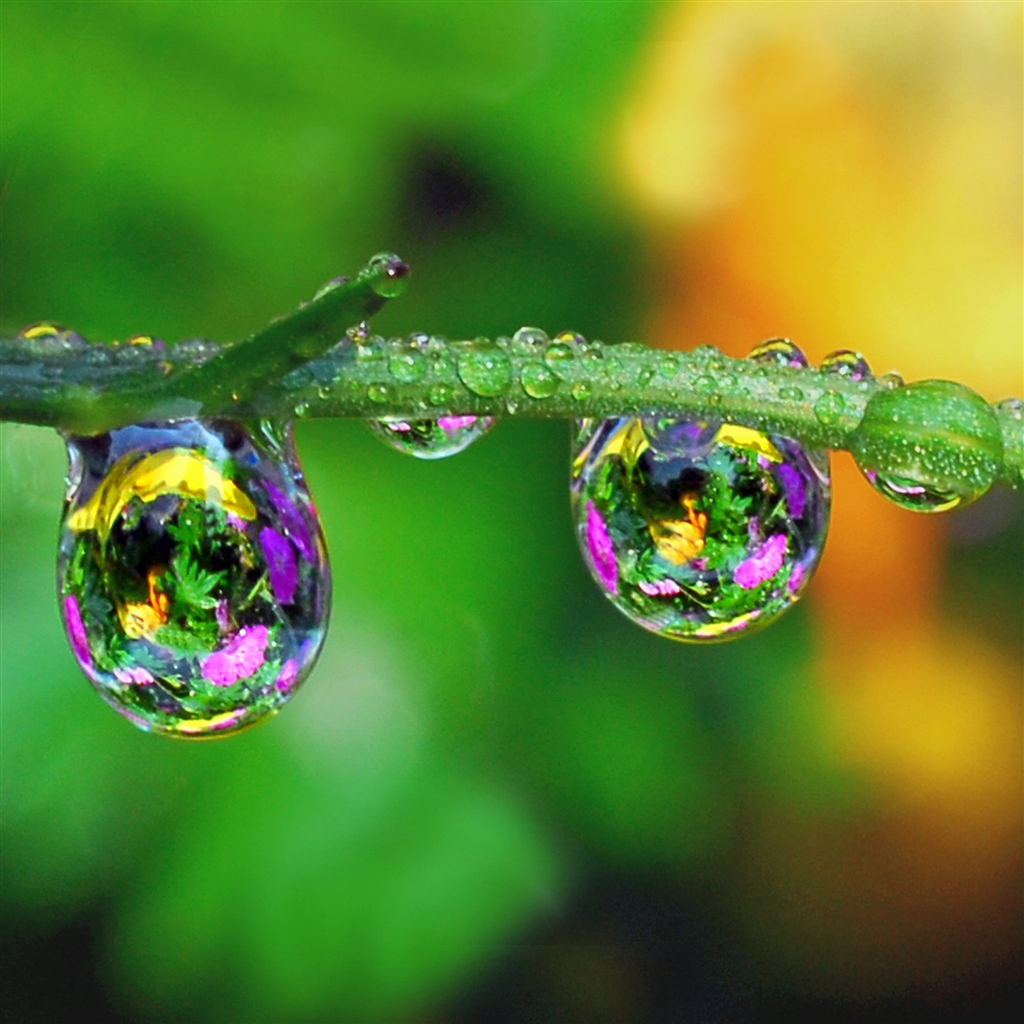 Nature Green Branch Water Drop Bokeh Ipad Air Wallpaper - Water Drops In  Nature - 1024x1024 Wallpaper 