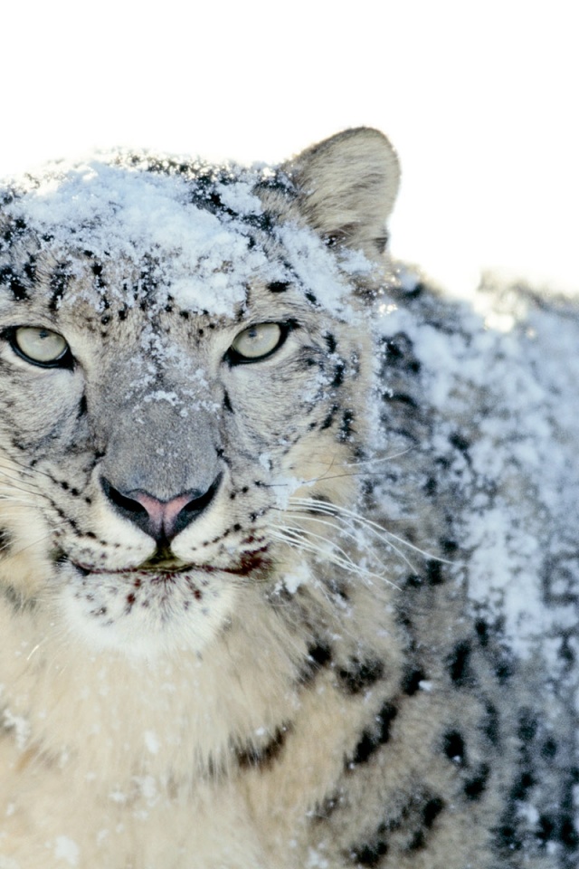 Angry Snow Leopard Face - HD Wallpaper 