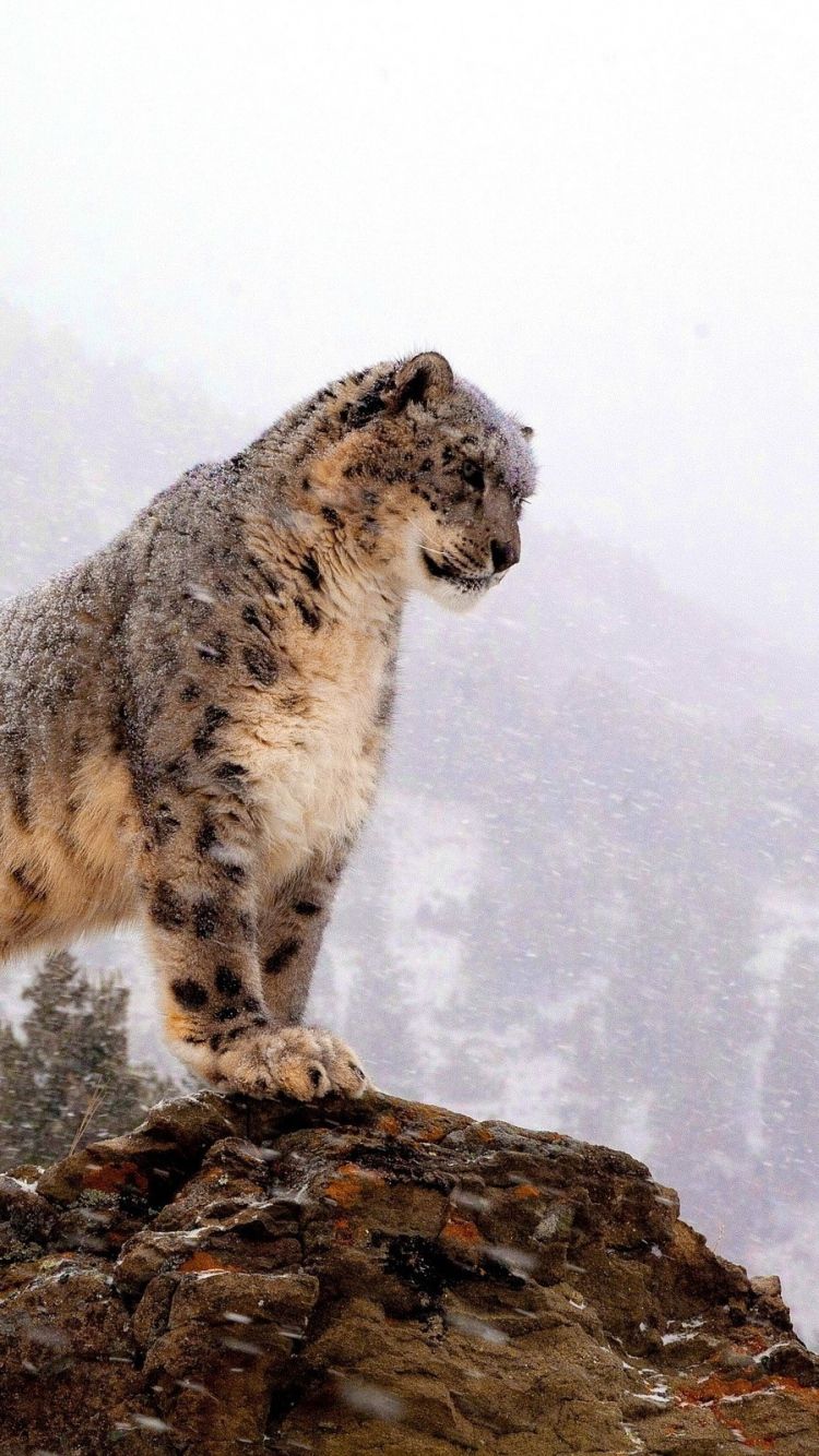 Snow Leopard In Nature - HD Wallpaper 