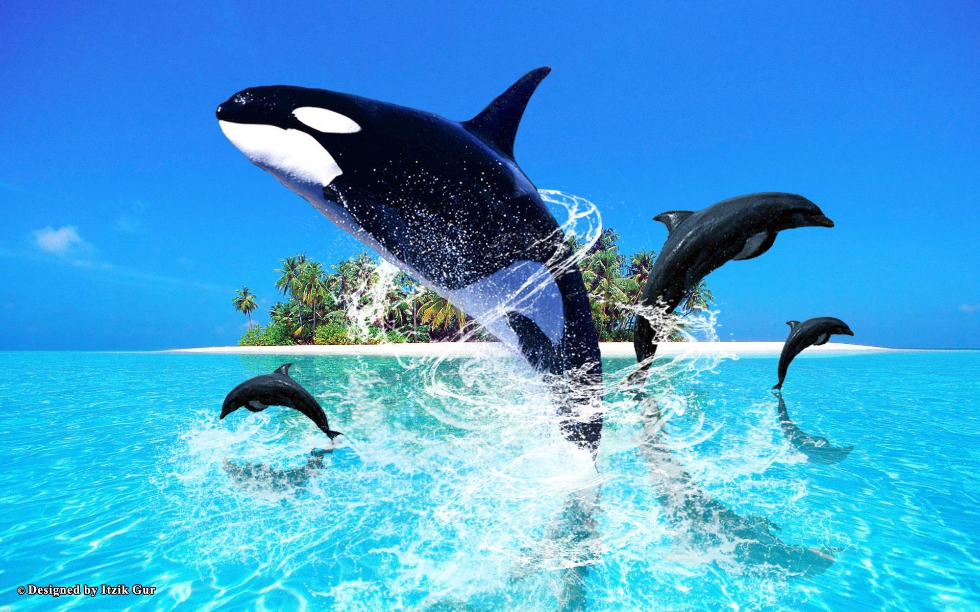 Dolphin Wallpapers Hd Pictures - Dolphins And Orcas Background - HD Wallpaper 