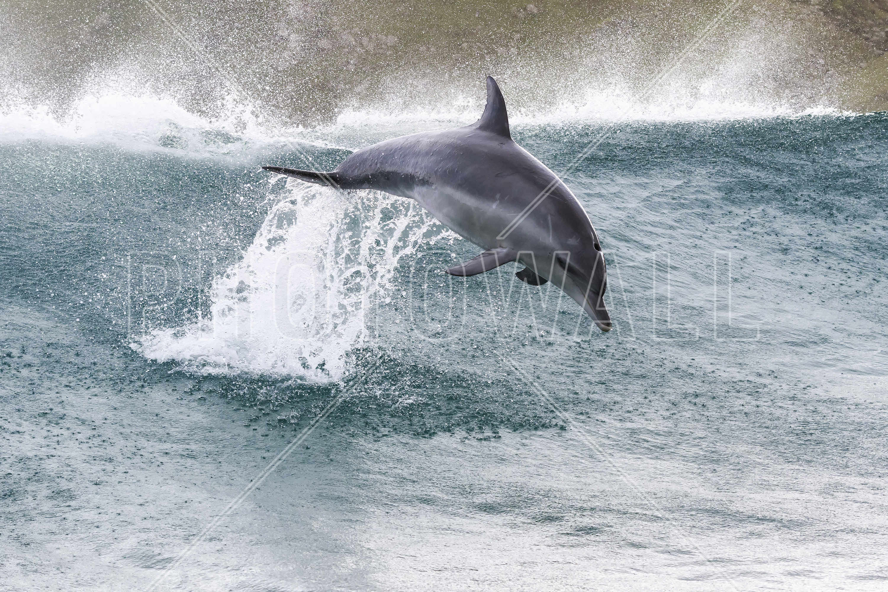 Indo-pacific Bottlenose Dolphin - HD Wallpaper 