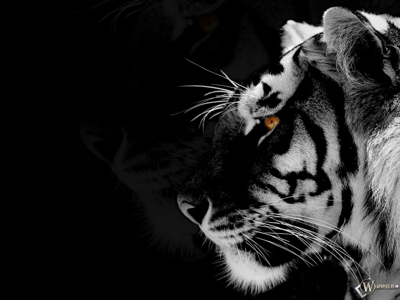 Tiger Picture Black And White Hd - 1280x960 Wallpaper 