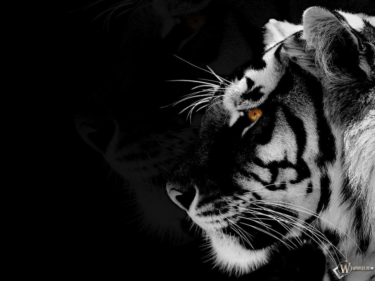 Tiger Picture Black And White Hd - HD Wallpaper 