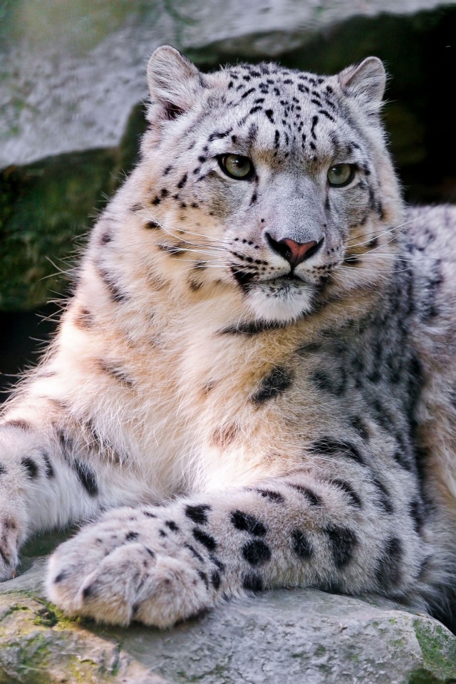 Snow Leopard Wallpaper Iphone - HD Wallpaper 