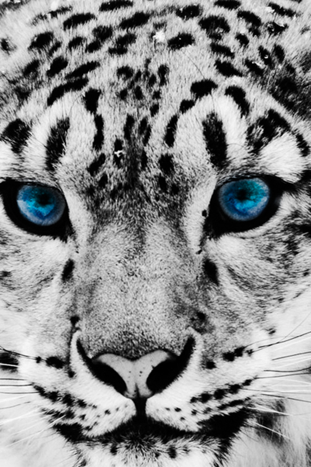 Snow Leopard Wallpaper - White Leopard In Blue Eyes - HD Wallpaper 