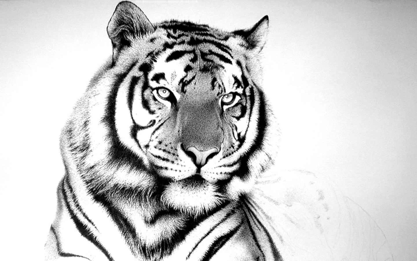 Cool White Tigers Wallpapers Desktop Background - Tiger Pen And Ink Drawing - HD Wallpaper 