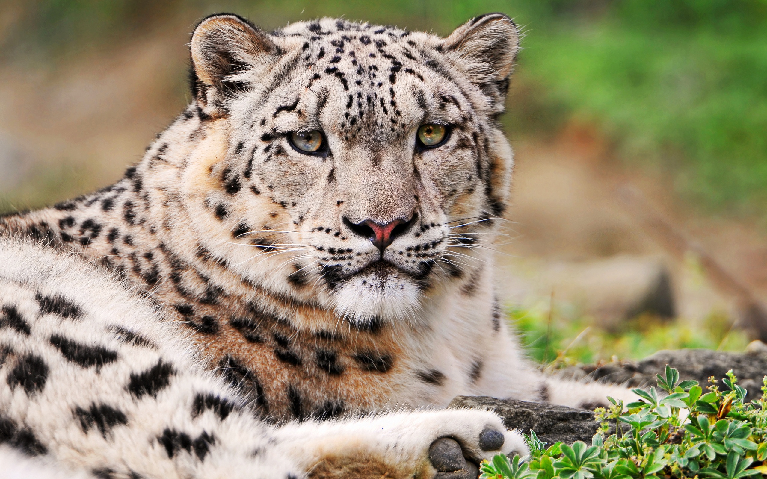White Snow Leopard - Snow Leopard Images Hd - HD Wallpaper 