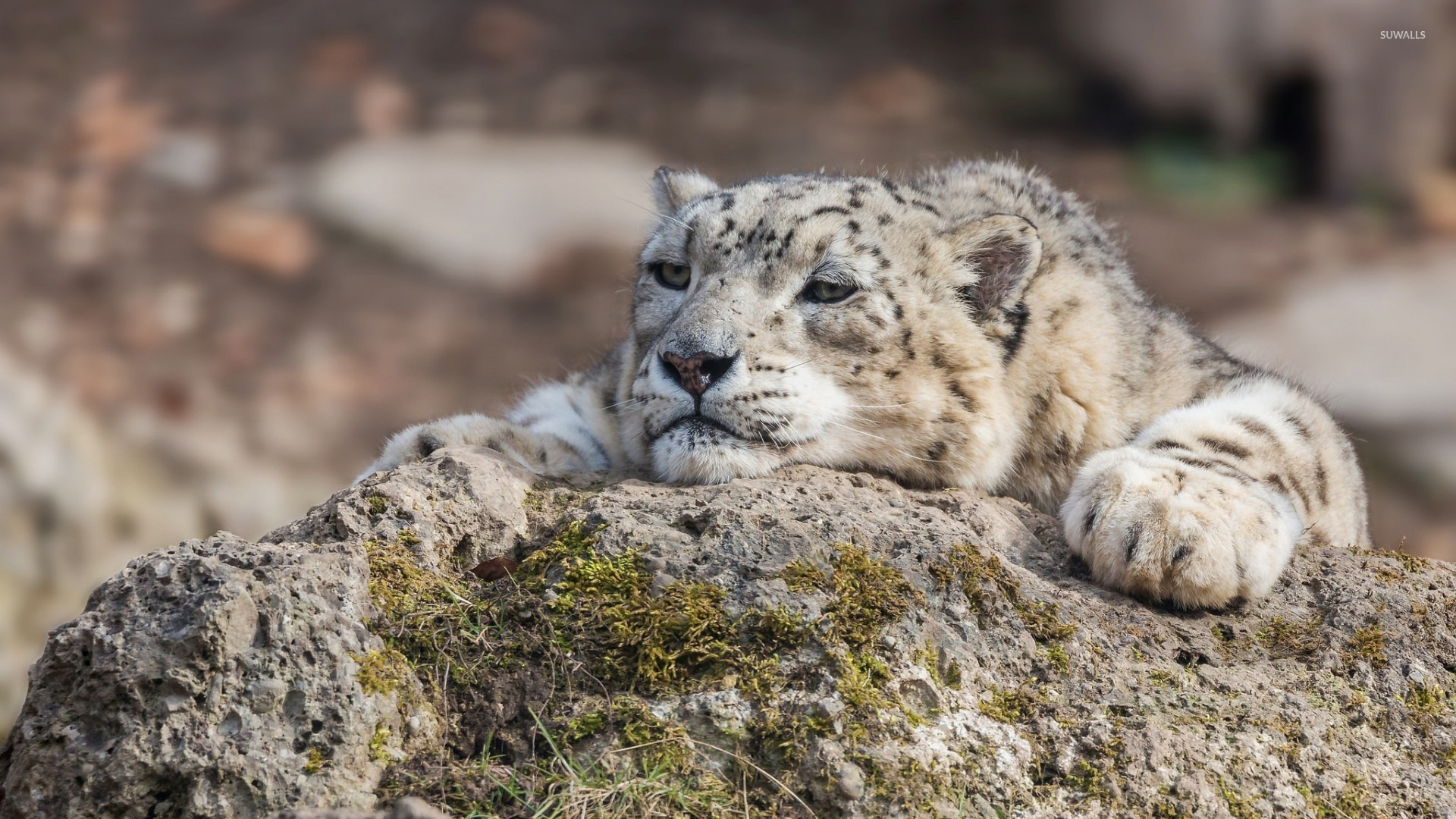 Snow Leopard - HD Wallpaper 