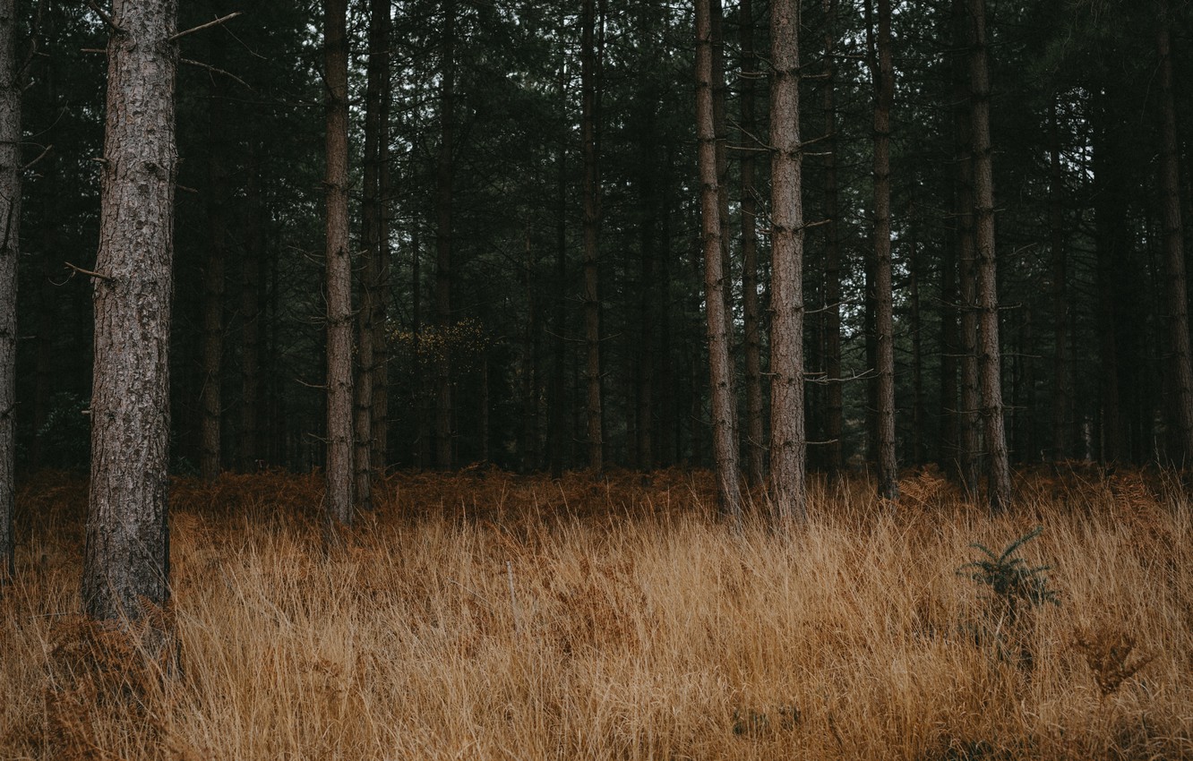 Photo Wallpaper Grass, Forest, Trees, Nature, Branches, - Spruce-fir Forest - HD Wallpaper 