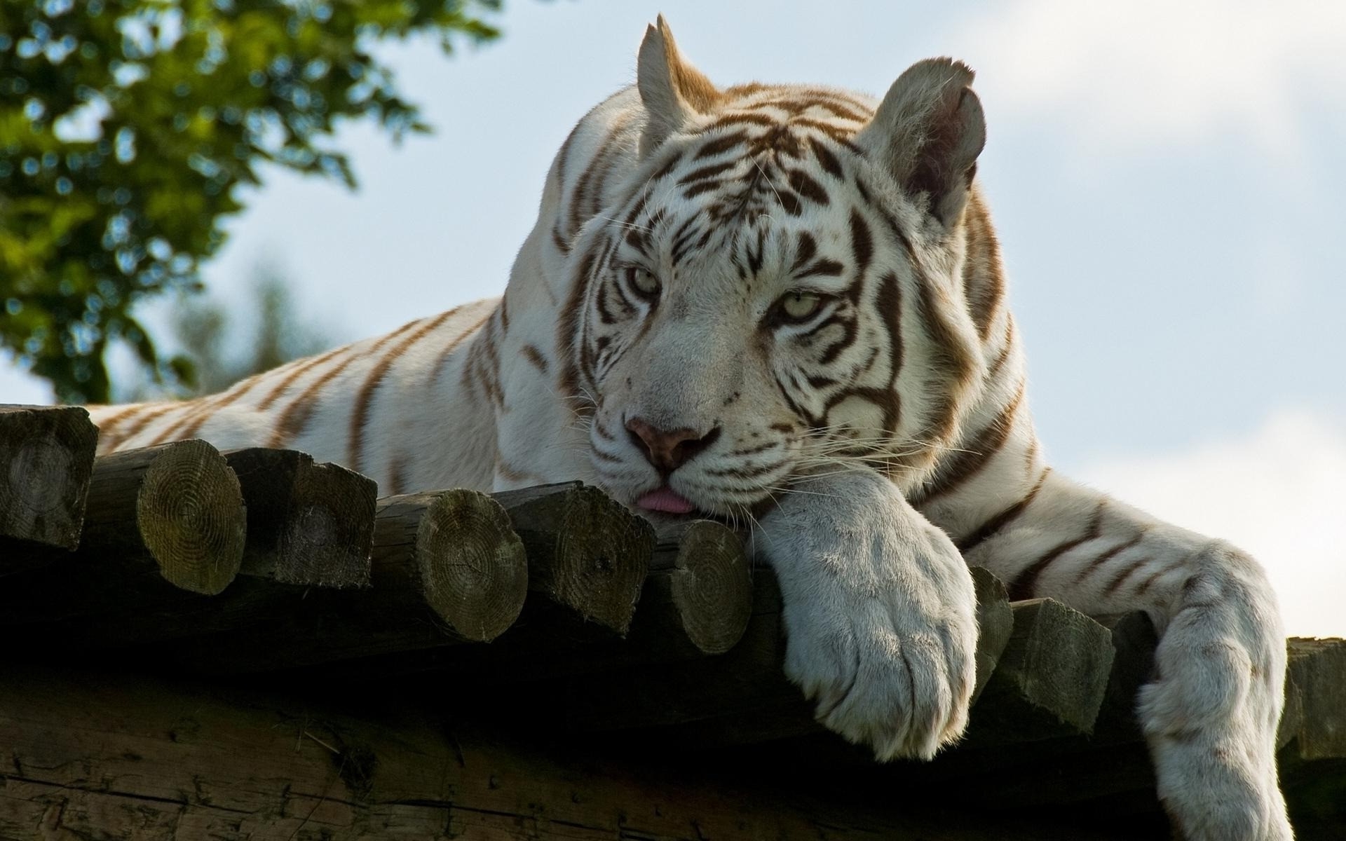 White Tiger Wallpapers Hd Desk - HD Wallpaper 