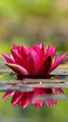 Android Apk Water Lily Live Wallpaper Free Download - Emotional Healing - HD Wallpaper 